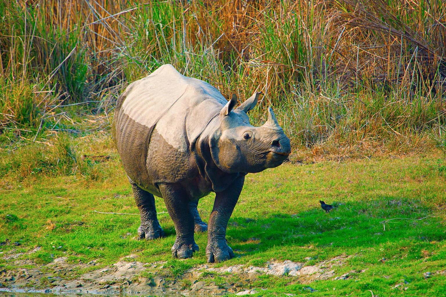 Wildlife